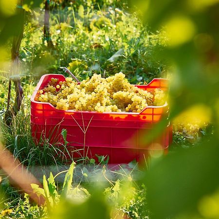 מלון דוברובו Kabaj Wine & Dine מראה חיצוני תמונה