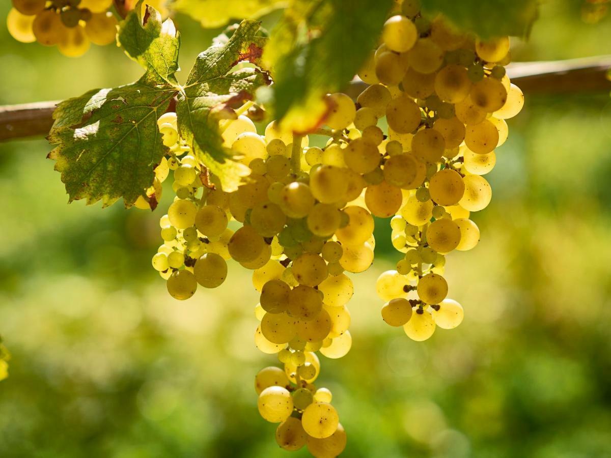 מלון דוברובו Kabaj Wine & Dine מראה חיצוני תמונה